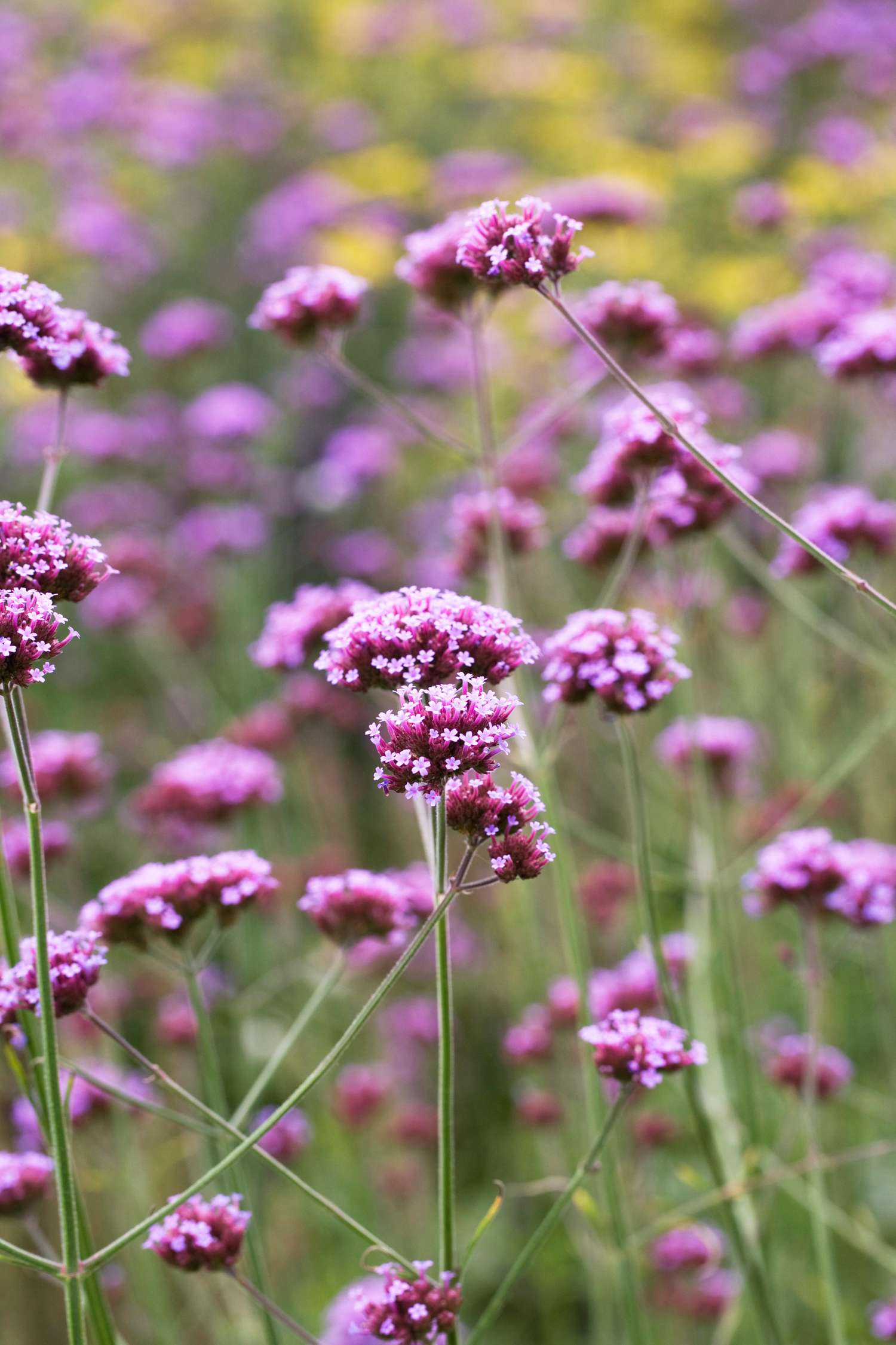 Verveine de Buenos Aires (graines)